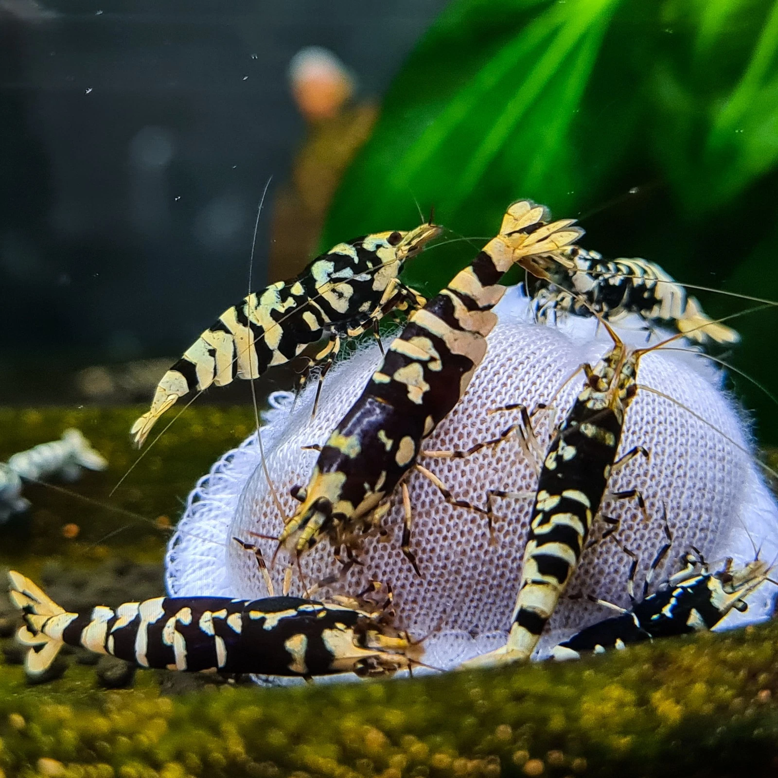 Shrimp grazing around a BBA Lubao sachet